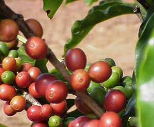 Coffee Cherries