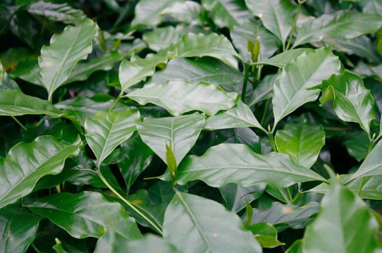 The plants are growing big and healthy!