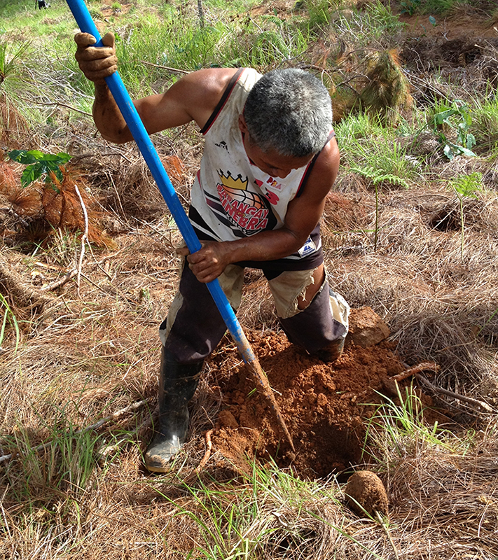 Digging holes for the trees