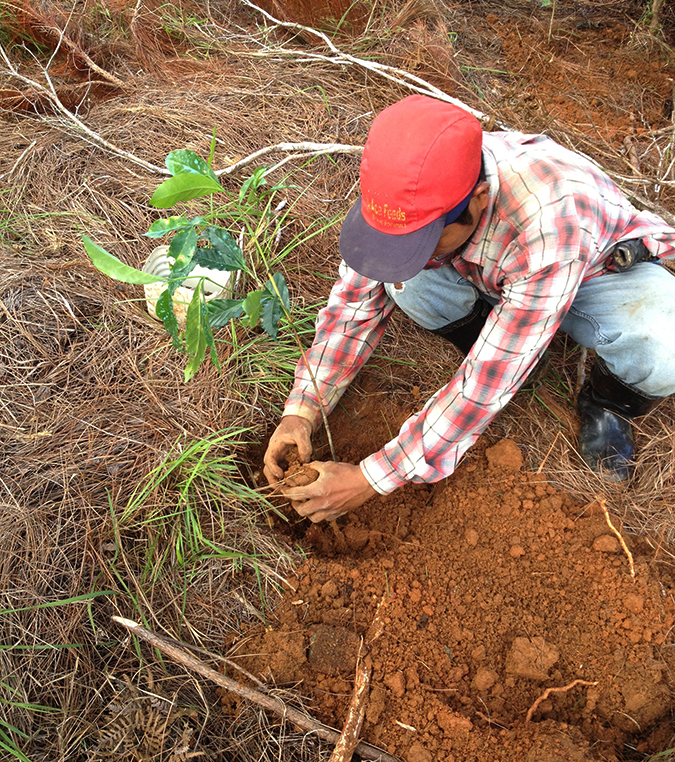Putting the coffee tree into the ground