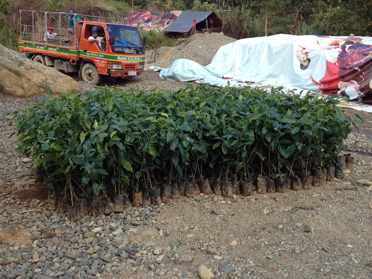 Coffee trees in poly bags taken out from the nursery, waiting to be planted into the ground